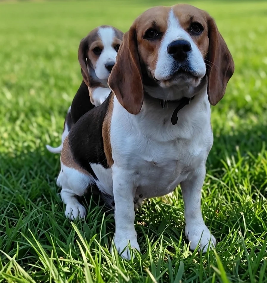 Adult Beagle and a Beagle puppy sitting together on the grass