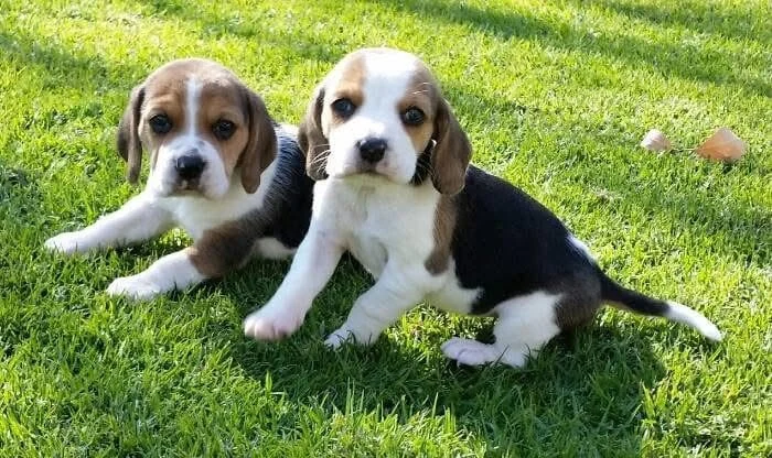 Two tricolor Beagle puppies standing together on a green lawn
