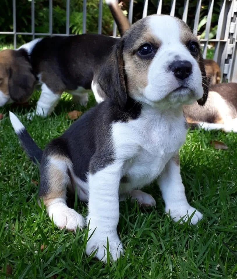 Tricolor Beagle puppy sitting on grass and looking forward