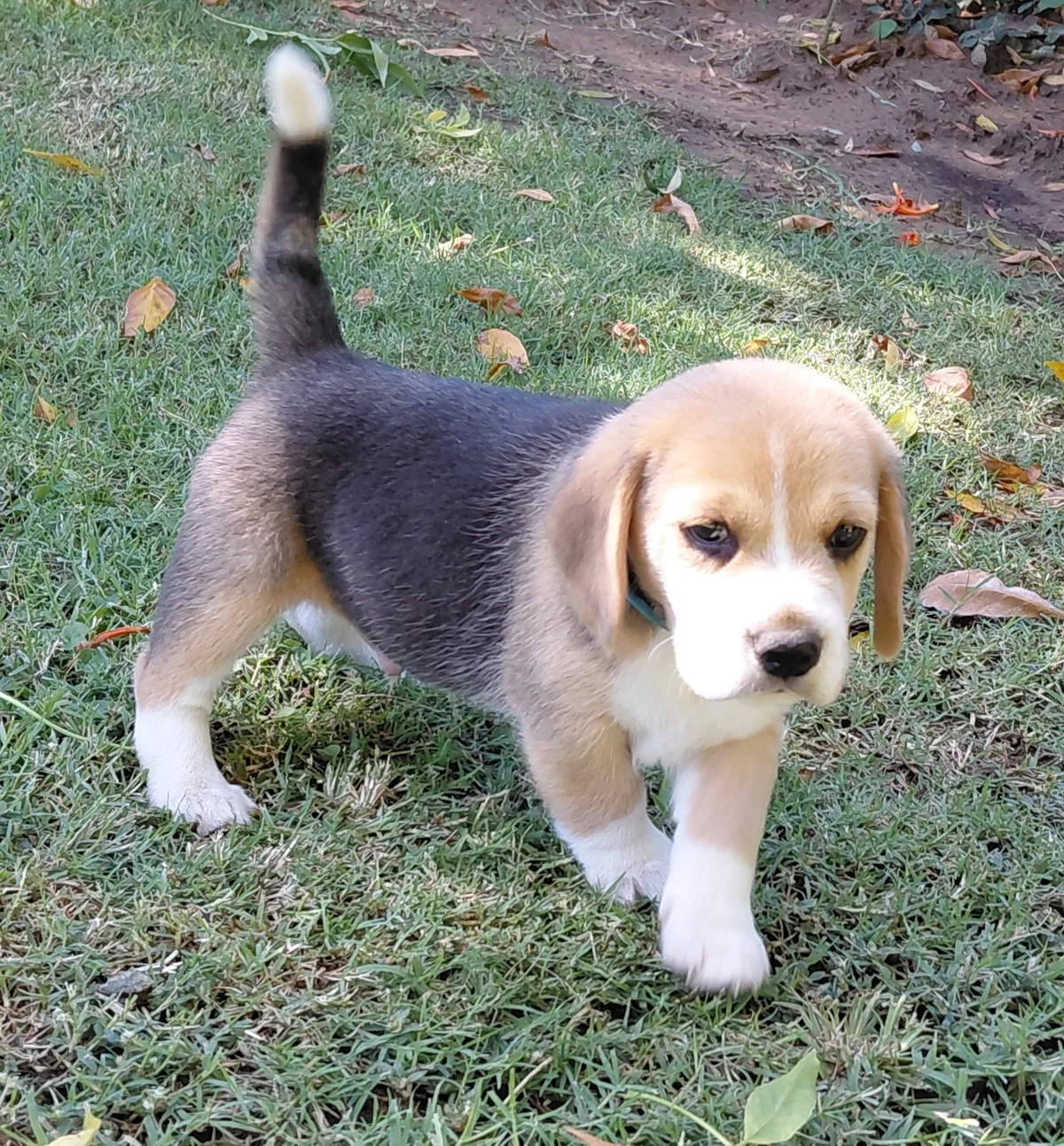 Beagle puppy standing alert on the grass with its tail up