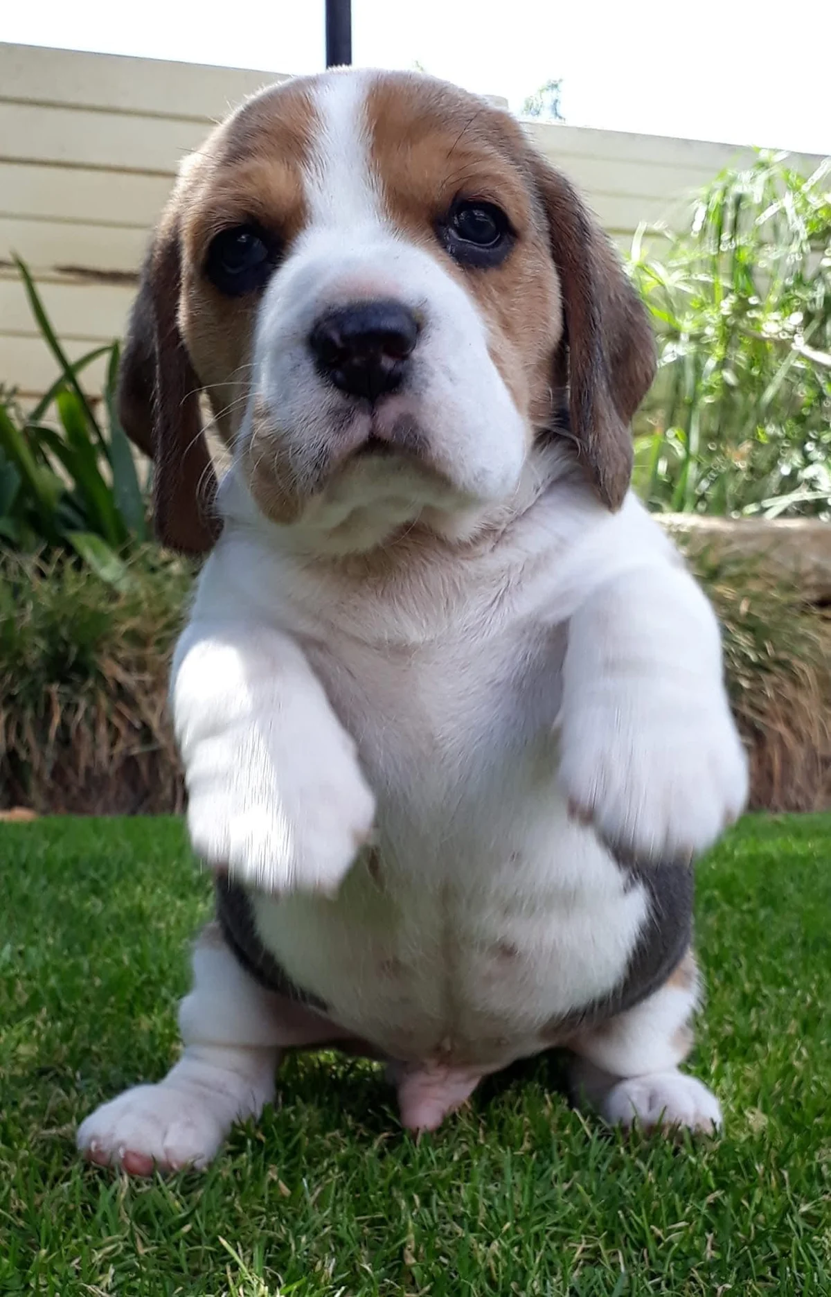 Close-up of a Beagle puppy sitting in the grass