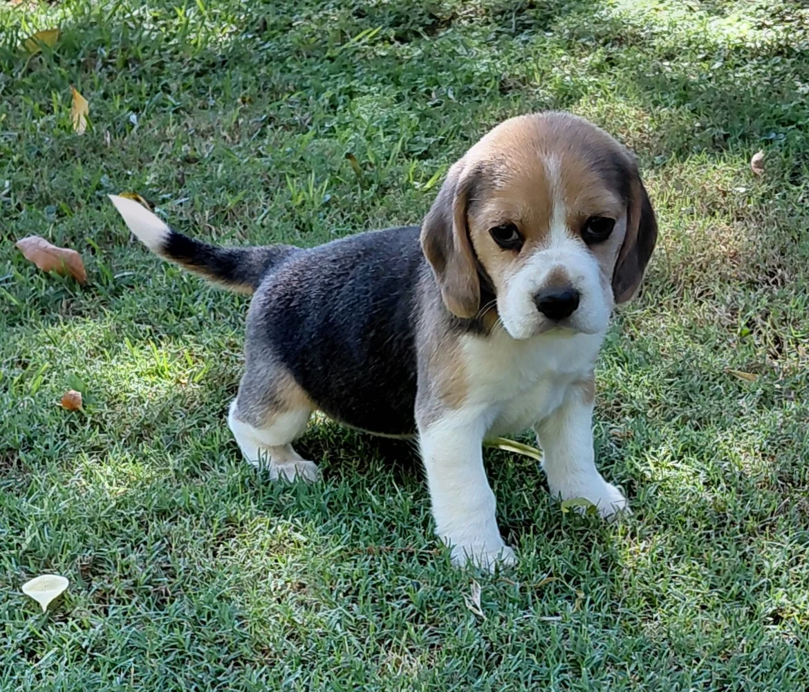 Beagle puppy standing on a lawn on a sunny day