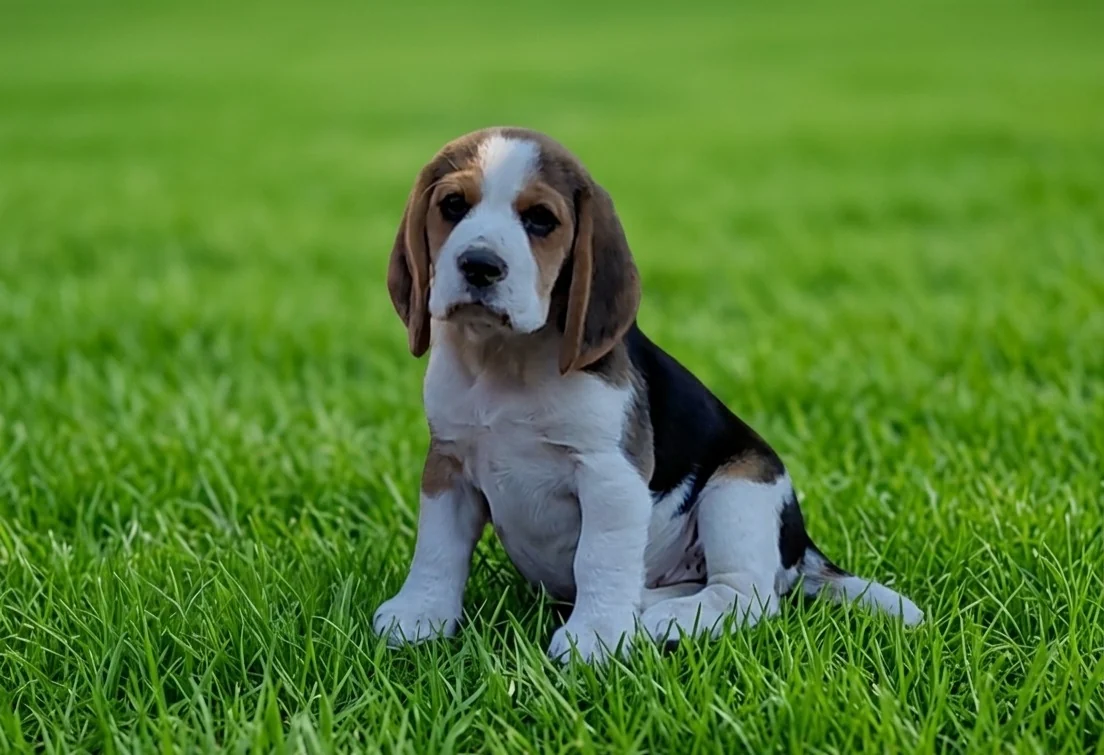 Tricolor Beagle puppy sitting on green grass and looking at the camera