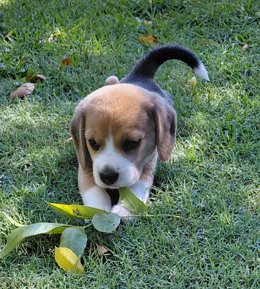 Beagle puppy sniffing fallen leaves on the grass