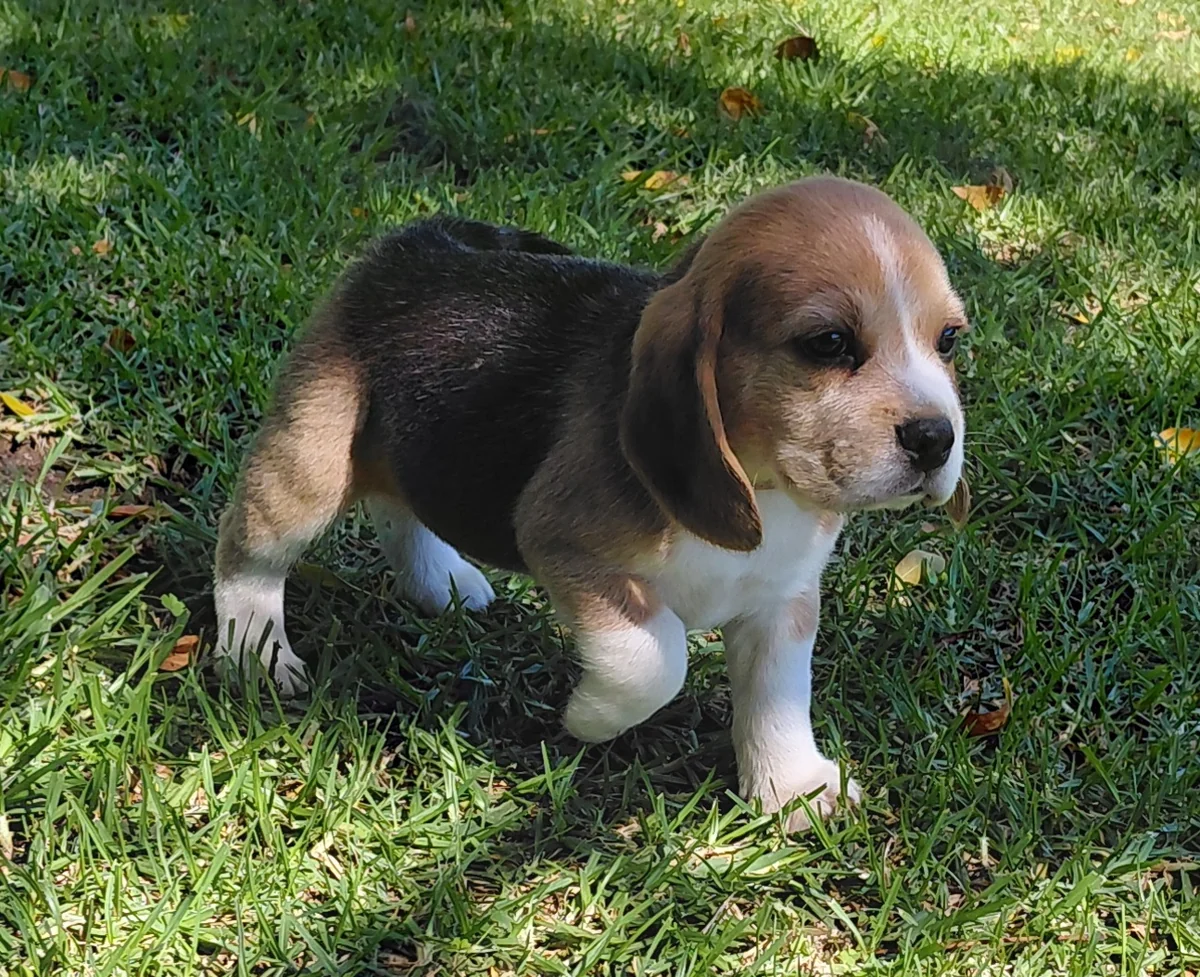 Beagle puppy standing on the lawn on a sunny day