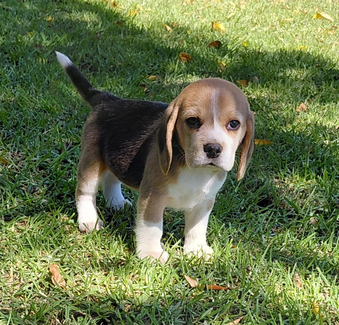 Tricolor Beagle puppy standing on a lawn and looking forward