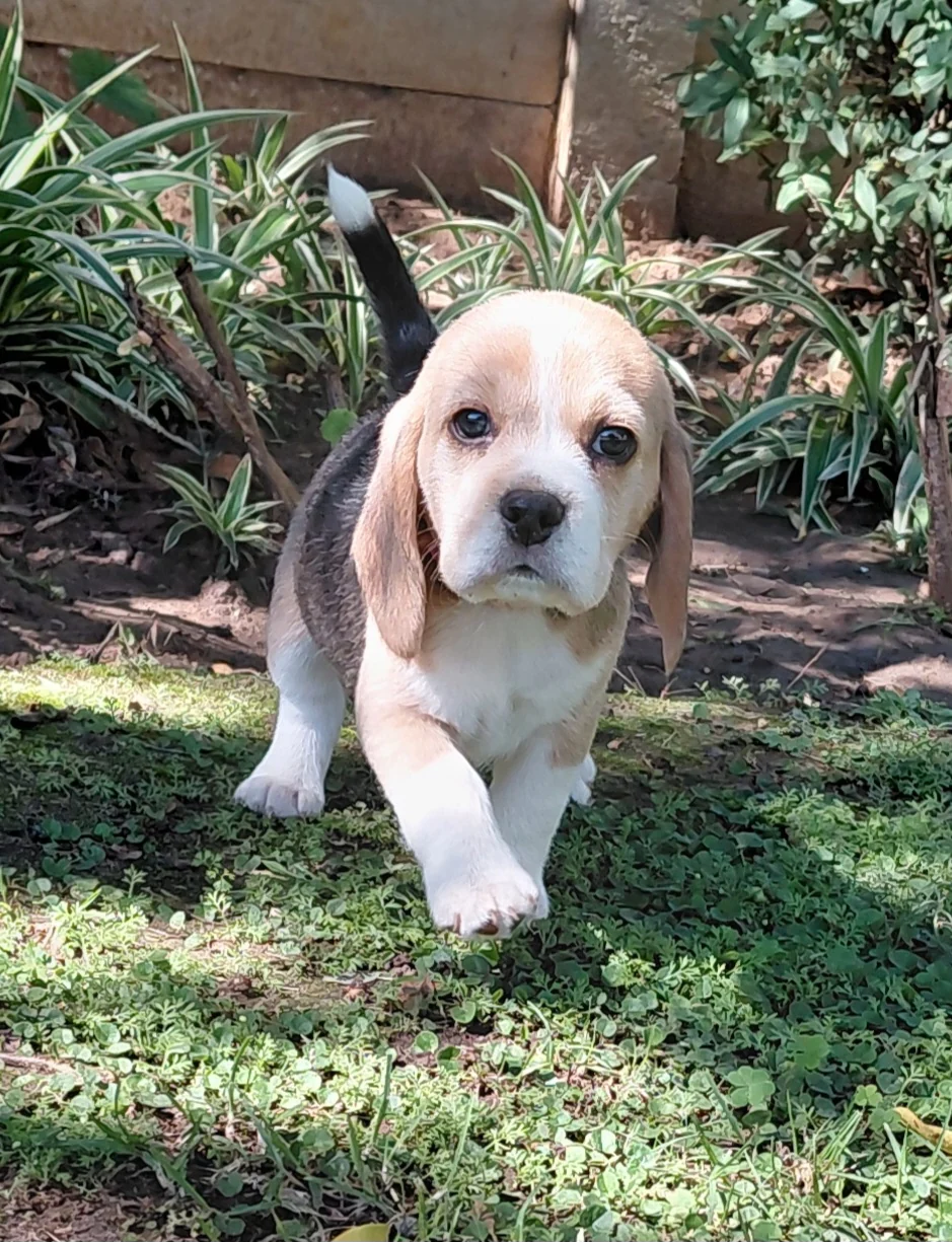 Beagle puppy walking on the grass in a garden