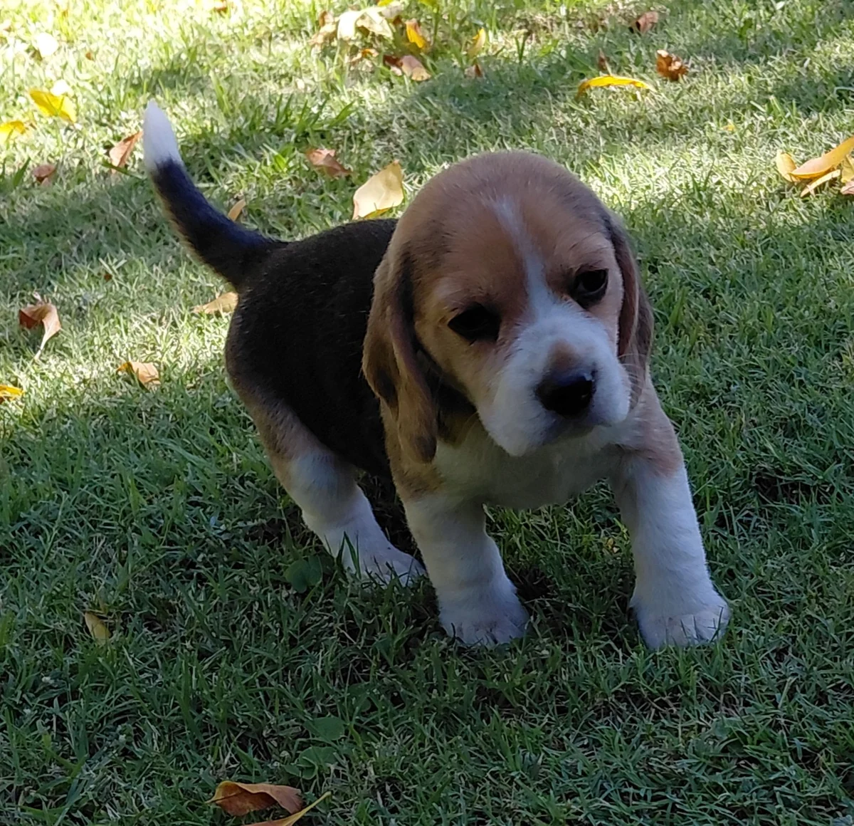 Beagle puppy walking on the grass in the garden