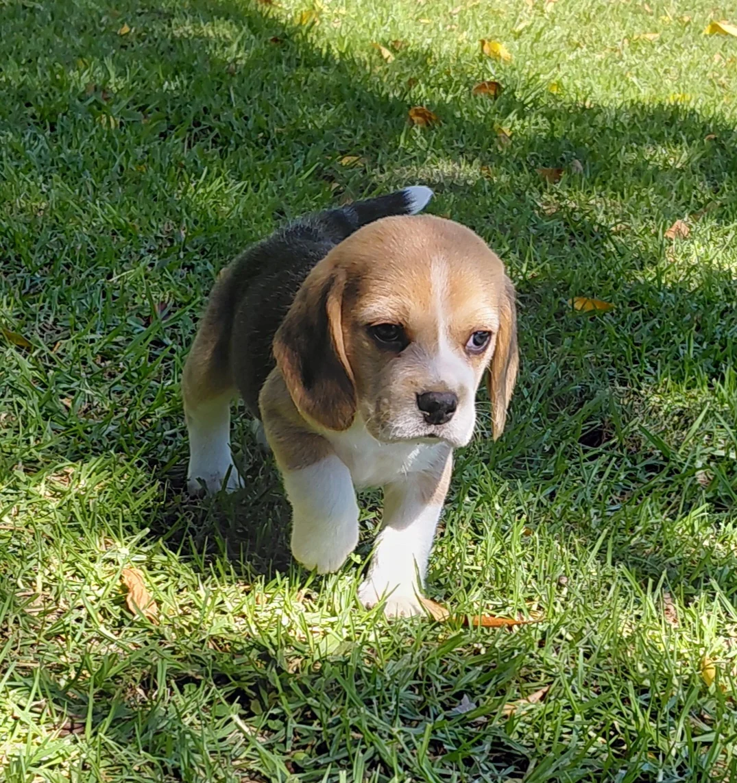 Beagle puppy walking across the lawn towards the camera