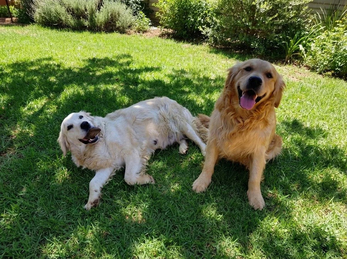Two adult Golden Retrievers relaxing together on a sunlit green lawn