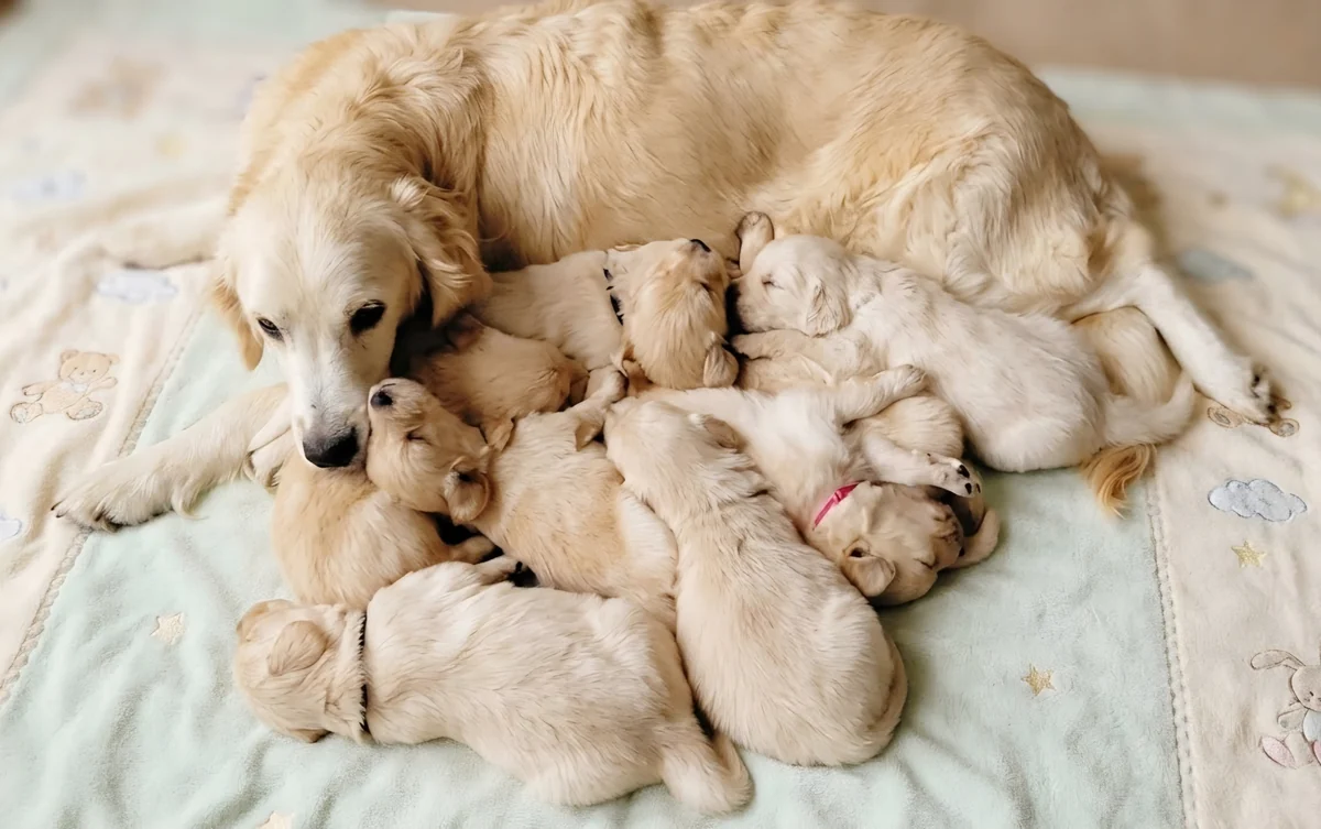 Golden Retriever mother resting with her puppies on a blanket