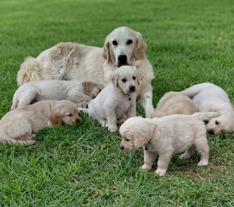 Golden Retriever mother lying on the grass with her litter of cream puppies