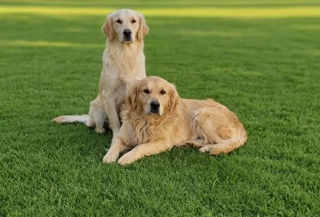 Two Golden Retrievers, one sitting and one lying, on a green lawn