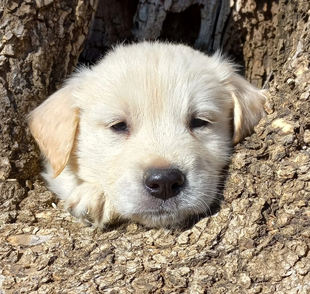 Golden Retriever puppy resting beside a tree root in dappled shade