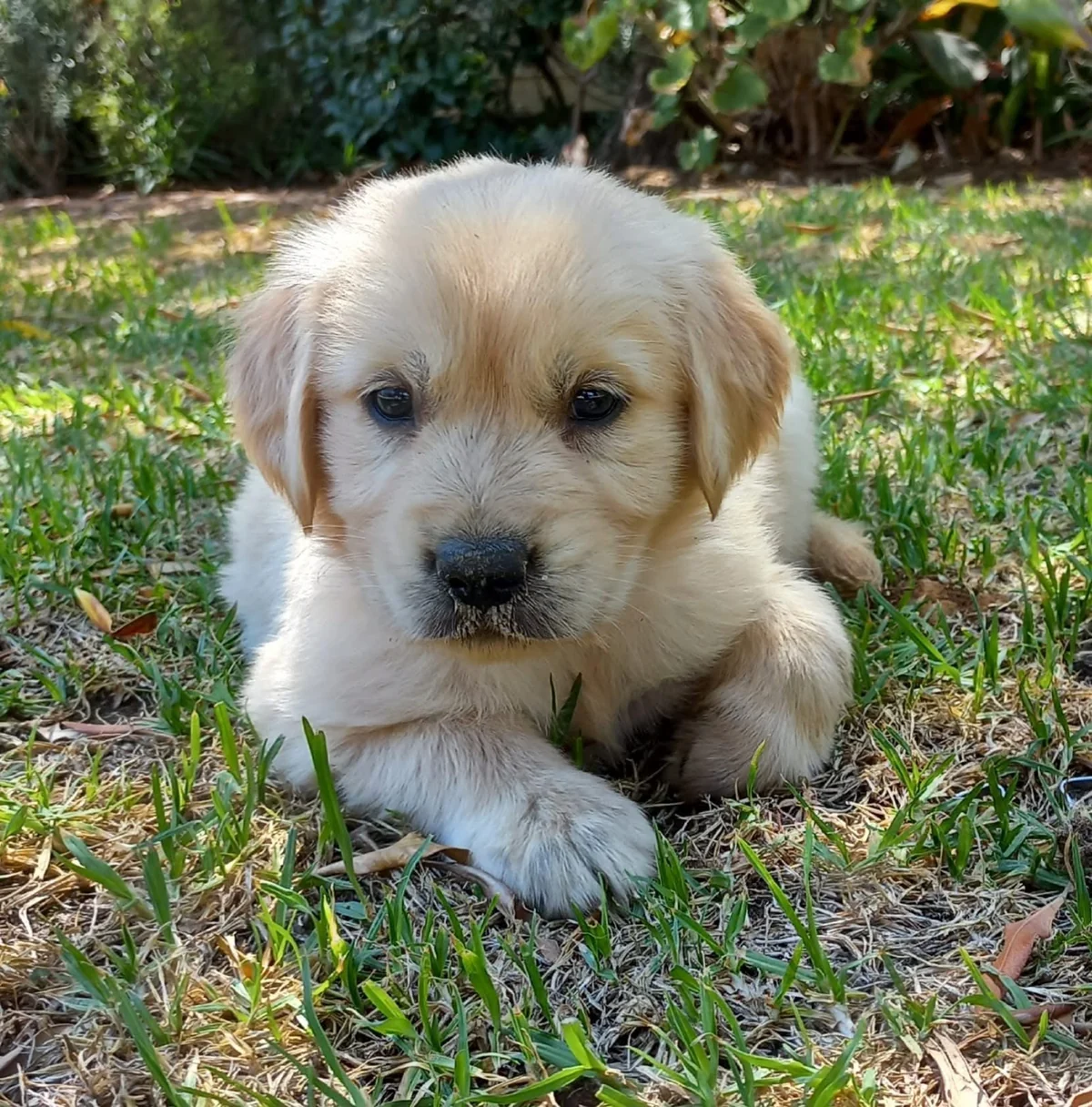 Golden Retriever puppy sitting upright on a sunny green lawn
