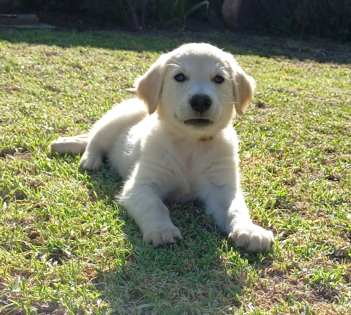 Golden Retriever puppy lying relaxed on the grass