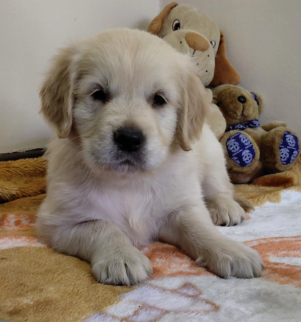 Golden Retriever puppy lying indoors on a blanket with soft toys