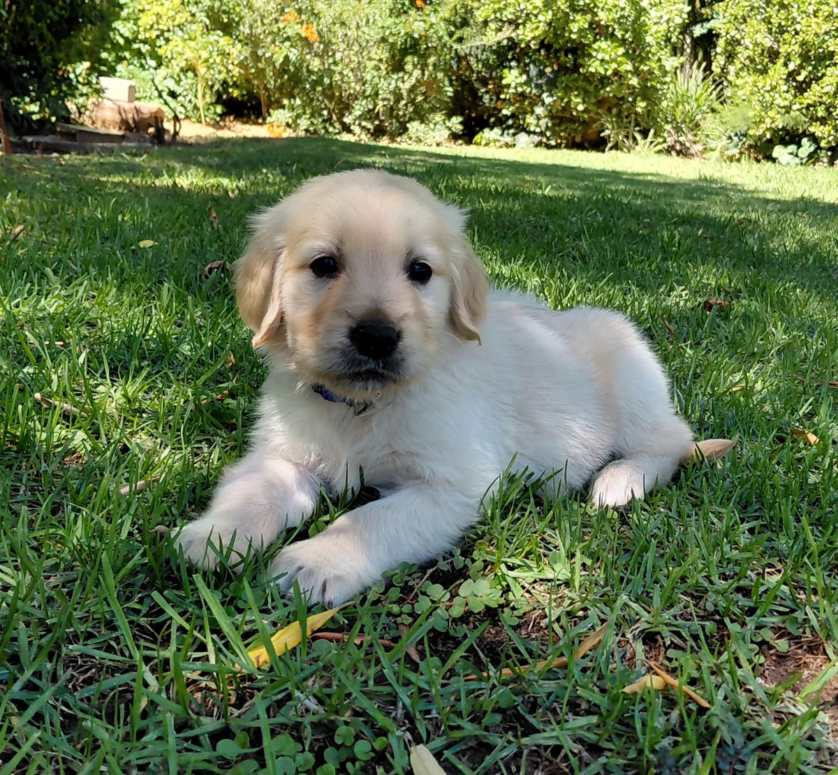Cream Golden Retriever puppy lying on the grass in the garden