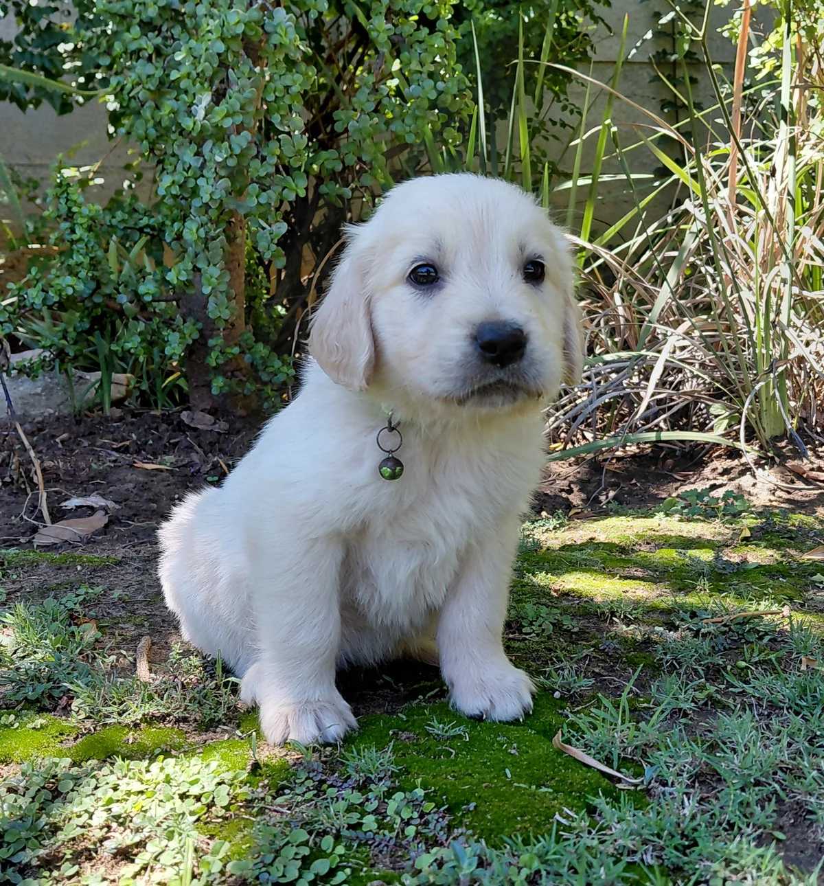Cream Golden Retriever puppy sitting among garden plants