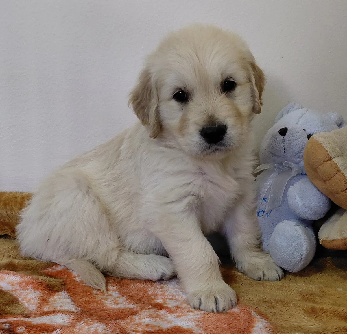 Golden Retriever puppy sitting indoors beside a cuddly toy