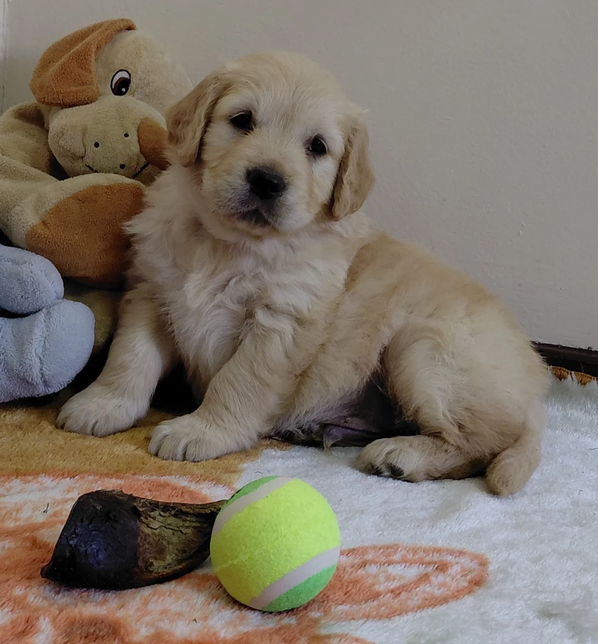 Golden Retriever puppy playing indoors with a tennis ball and toys