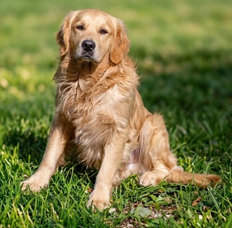 Golden Retriever sitting on a sunlit lawn