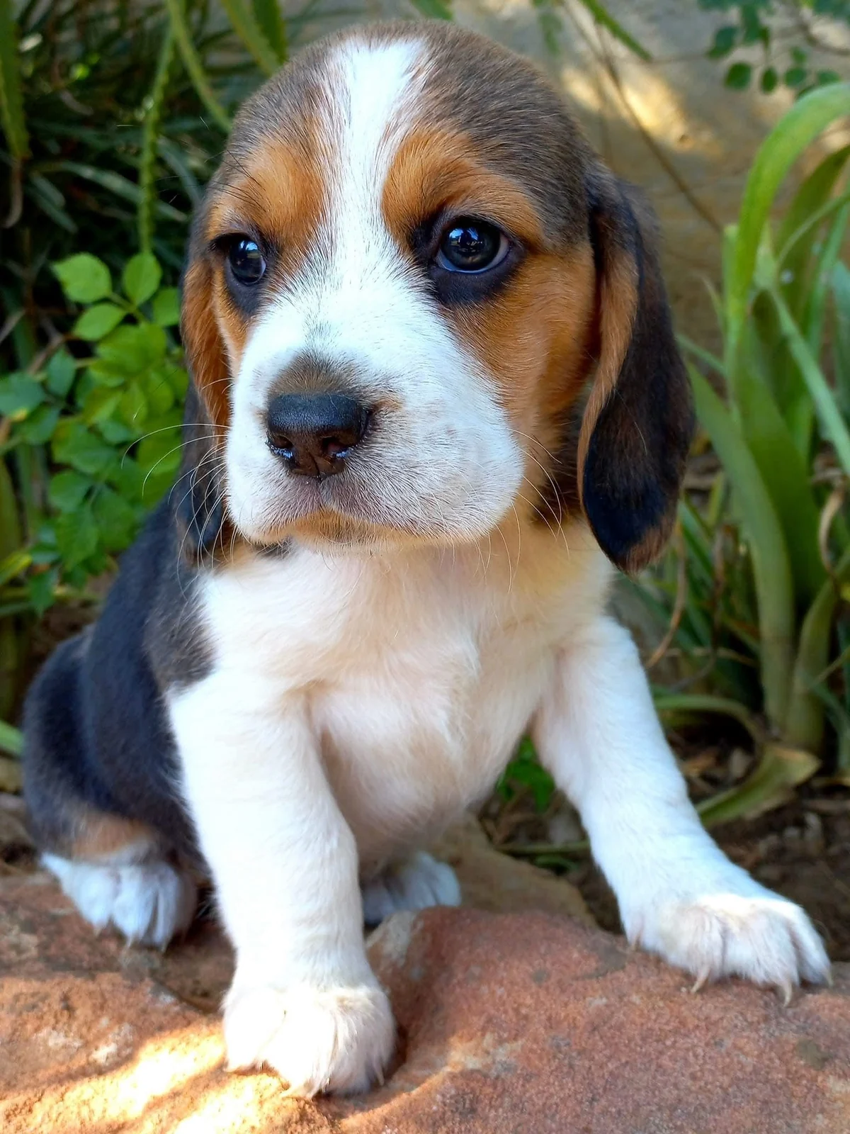 Purebred Beagle puppy sitting in front of green garden plants