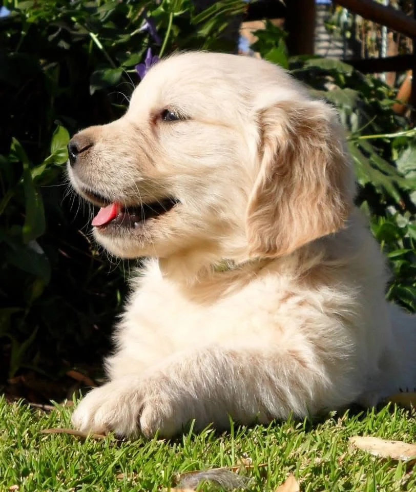 Golden Retriever puppy with its tongue out among garden foliage